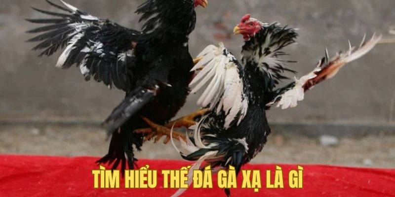 Tìm hiểu chung về thế đá gà xạ